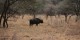 Tanzanie - 2010-09 - 214 - Serengeti - Buffle